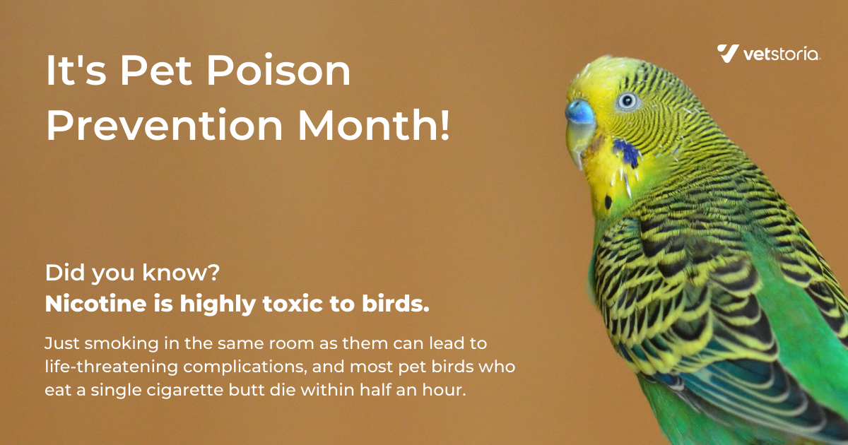 How To Do Veterinary Marketing During Pet Poison Awareness Month