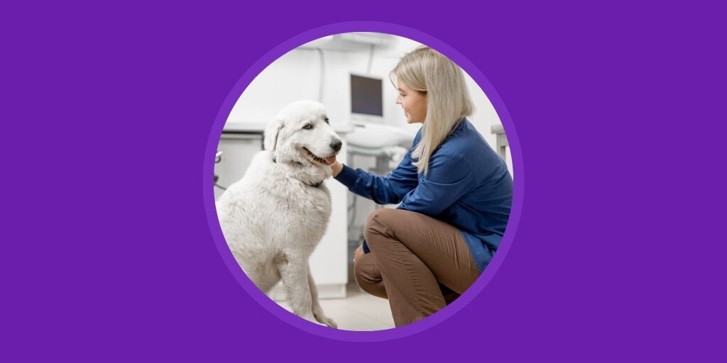 How to Put No-Shows in the Past for Your Veterinary Practice - Vetstoria blog