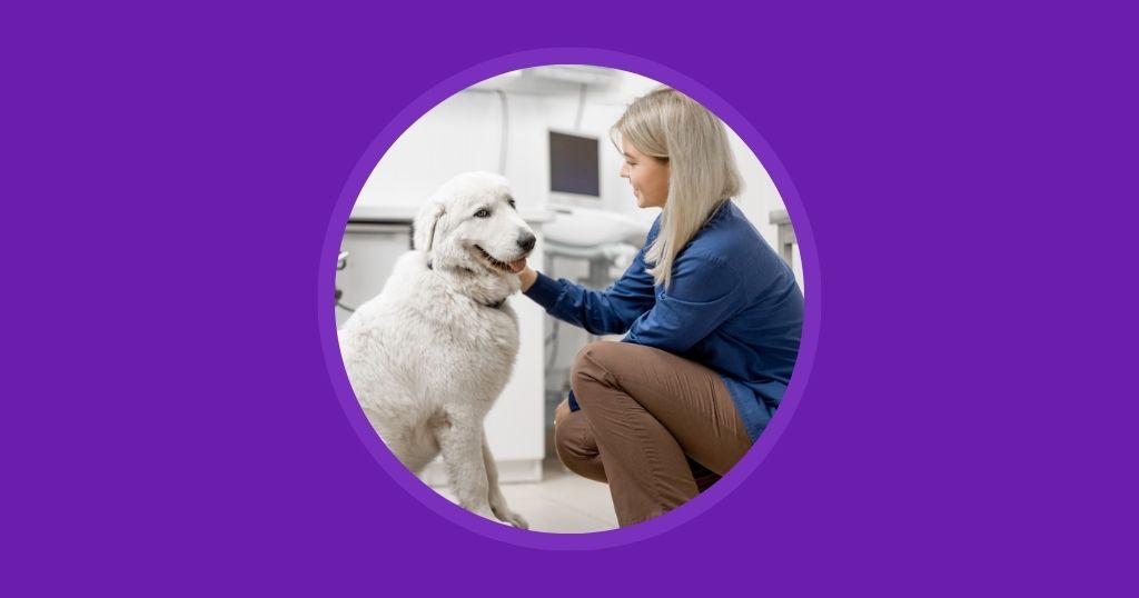 How to Put No-Shows in the Past for Your Veterinary Practice - Vetstoria blog