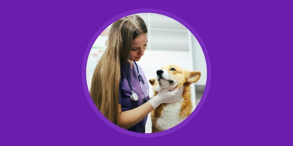 5 Challenges Vetstoria Tackles for Your Veterinary Clinic Vetstoria blog