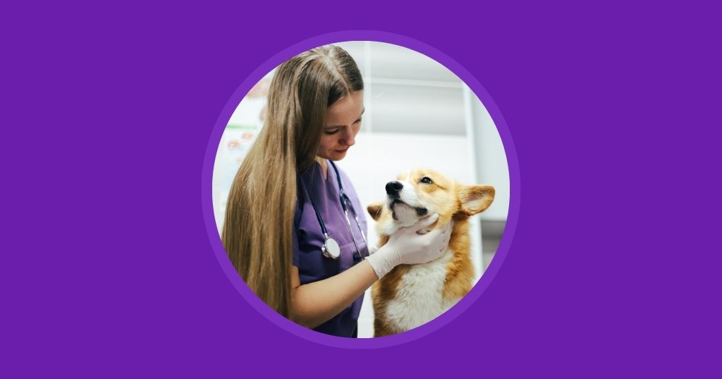 5 Challenges Vetstoria Tackles for Your Veterinary Clinic Vetstoria blog