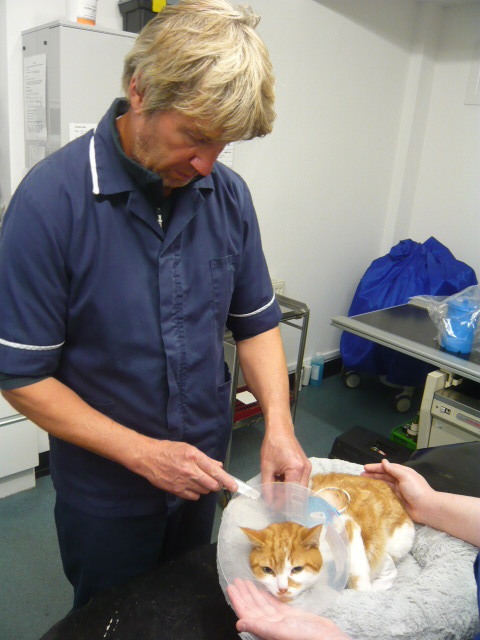 Anglesey pet clinic vetstoria case study 1