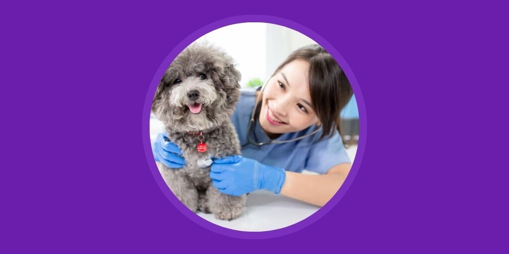 Best Practices for Scheduling Appointments at Your Veterinary Clinic Vetstoria blog