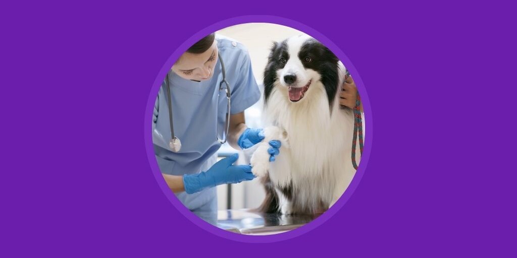 how to celebrate your vet techs all year long - Vetstoria blog