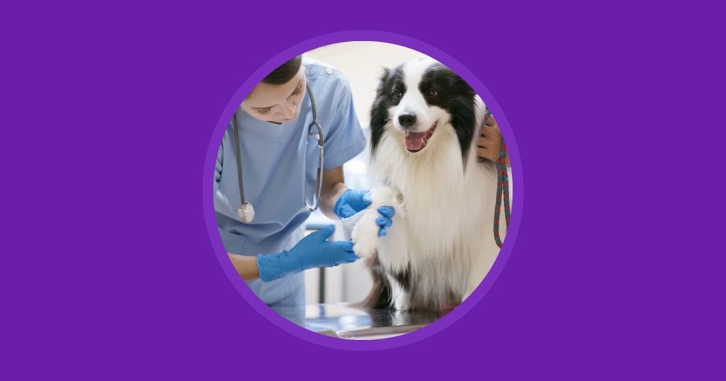 how to celebrate your vet techs all year long - Vetstoria blog