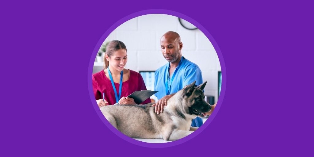 Overcoming Veterinary Stress and Compassion Fatigue with Vetstoria - Blog