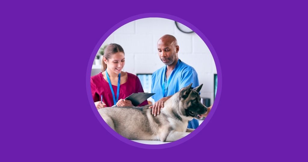 Overcoming Veterinary Stress and Compassion Fatigue with Vetstoria - Blog 